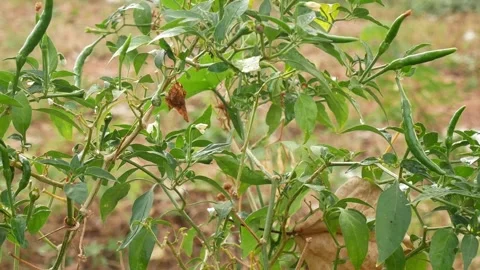 Green leaf in nature. Stock Footage 262205717