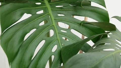 Green leaf in nature. Stock Footage 262205728