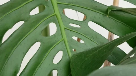Green leaf in nature. Stock Footage 262205729