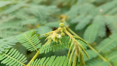Green leaf in the nature Stock Footage 306756973