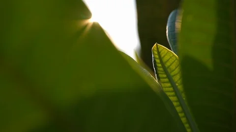 Green leaf in nature freshness with sunlight in the morning Stock Footage 87540541