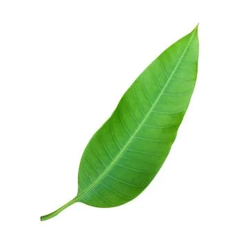 Green leaf in nature isolate. Stockfoto's