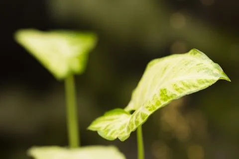 Green leaf in nature. macro Stock Photos