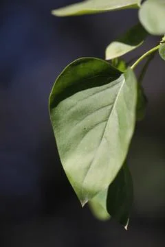 Green leaf in nature. macro Stock Photos