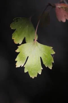 Green leaf in nature. macro Stock Photos