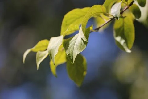 Green leaf in nature. macro Stock Photos