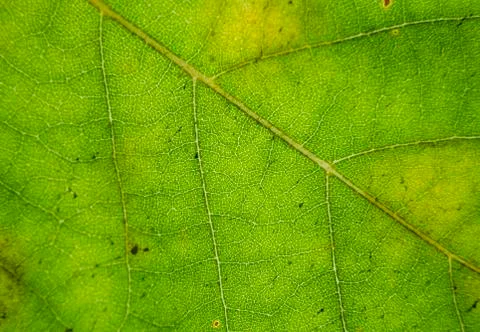 A green leaf in the nature Stock Photos