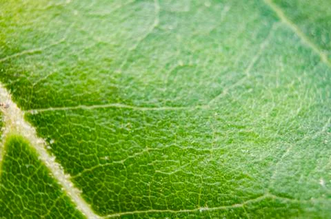 A green leaf in the nature Stock Photos