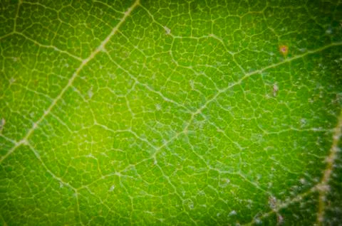 A green leaf in the nature Stock Photos