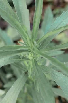 Green leaf in the nature Stock Photos