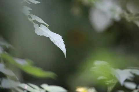 Green Leaf in Nature Foto stock
