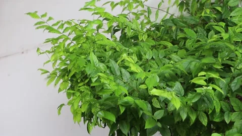 Green leaf nature with white background Stock Footage 159598039