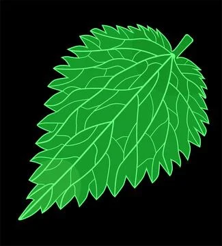 Green leaf, nettle leaf on black background Stock Illustration