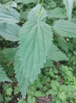 Green leaf of nettle Stock Photos