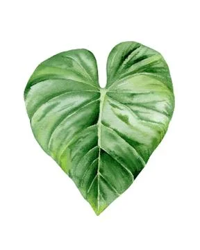 Green Leaf. Nice design for card, postcard, invitation, greeting, pattern. Plant Stock Illustration