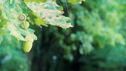 Green Leaf Nut Early Autumn. Park Wood Tree At Autumn Vídeo Stock 208364178