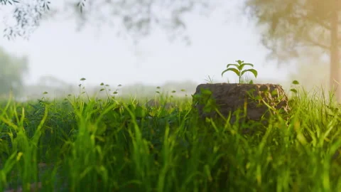 A green leaf on old dead cut forest tree stump loop Video stock 313676098