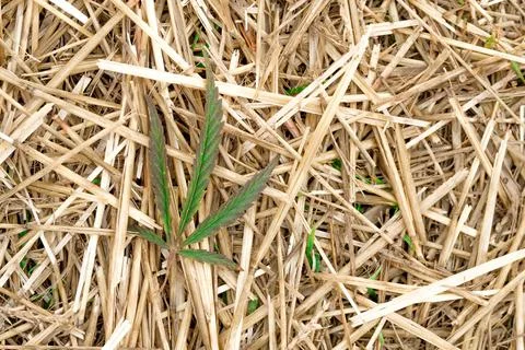 Green leaf of old hemp on a background of dry yellow grass Stock Photos