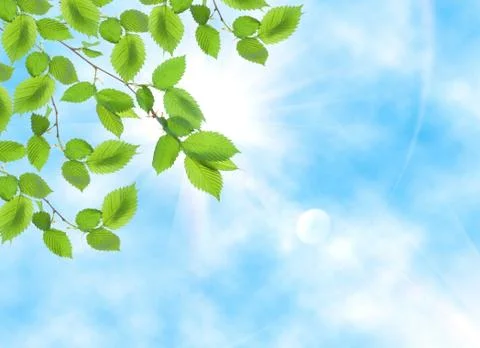 Green leaf opposite sun Stock Photos