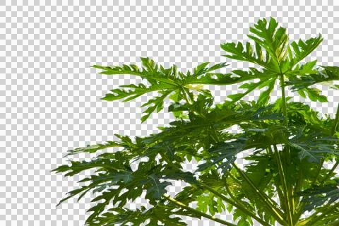 Green leaf or branch isolated on white background. Stock Photos