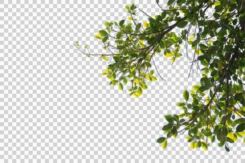 Green leaf or branch isolated on white background. Stock Photos