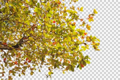 Green leaf or branch isolated on white background. Stock Photos