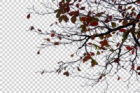 Green leaf or branch isolated on white background. Stock Photos