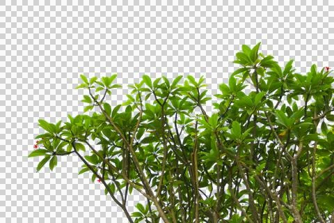 Green leaf or branch isolated on white background.Selection focus. Stock Photos