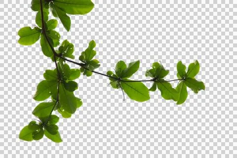 Green leaf or branch isolated on white background. Stock Photos