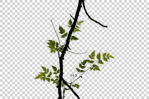 Green leaf or branch isolated on white background. Stock Photos