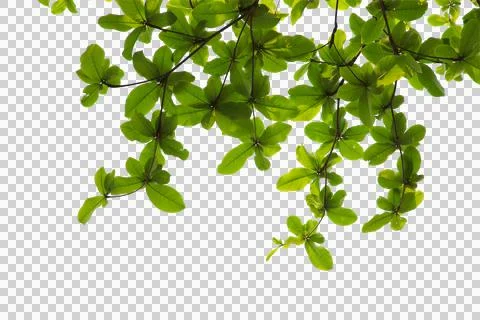 Green leaf or branch isolated on white background. 写真素材