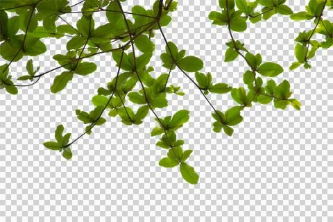 Green leaf or branch isolated on white background. 写真素材