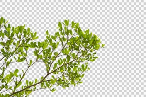 Green leaf or branch isolated on white background. 写真素材