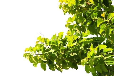 Green leaf or branch isolated on white background with clipping path. Stock Photos