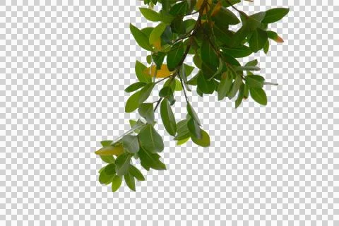 Green leaf or branches isolated on white background.Is a fresh green branch n Stock Photos