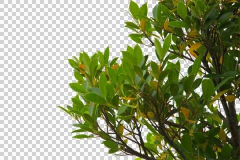 Green leaf or branches isolated on white background.Is a fresh green branch n Stock Photos