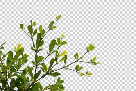 Green leaf or branches isolated on white background.Is a fresh green branch n Stock Photos