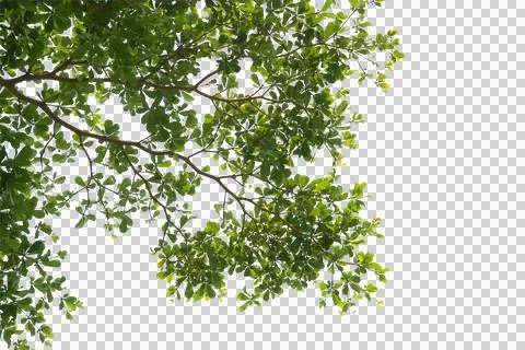 Green leaf or branches isolated on white background.Is a fresh green branch n Stock Photos