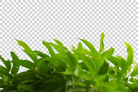 Green leaf or branches isolated on white background.Is a fresh green branch n Stock Photos