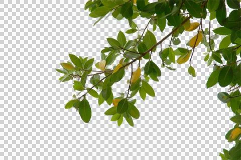 Green leaf or branches isolated on white background.Is a fresh green branch n Stock Photos