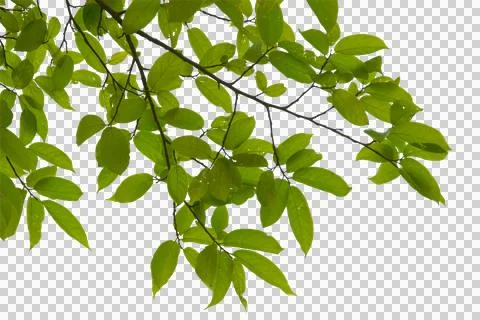 Green leaf or branches isolated on white background.Is a fresh green branch n Stock Photos