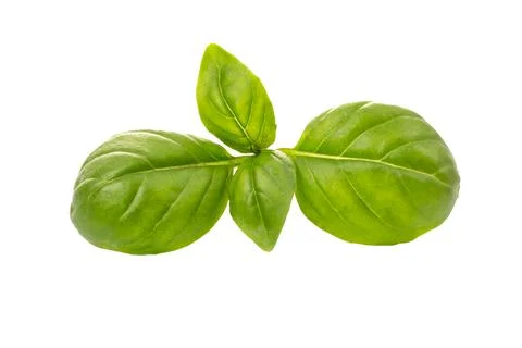 A green leaf or sprig of basil seasoning isolated on a white background. Stock Photos