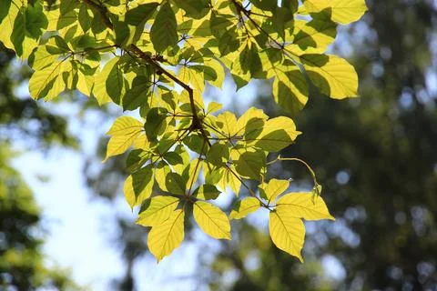 Green leaf or tree branch with bokeh background. Naturally beautiful. Stock Photos