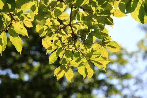 Green leaf or tree branch with bokeh background. Naturally beautiful. Stock Photos