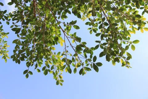 Green leaf or tree branch with bokeh background. Naturally beautiful. Stock Photos