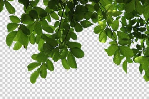 Green leaf or tree branch isolated on white background.Selection focus. Stock Photos