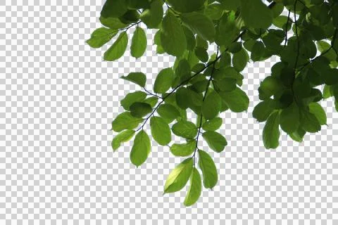 Green leaf or tree branch isolated on white background.Selection focus. Stock Photos