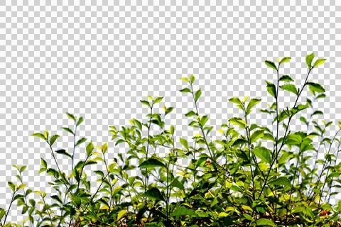 Green leaf or tree branch isolated on white background.Selection focus. Stock Photos