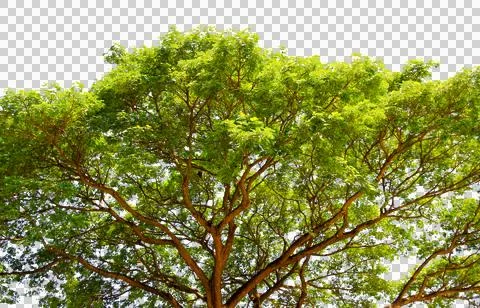 Green leaf or tree branch isolated on white background.Selection focus. Stock Photos