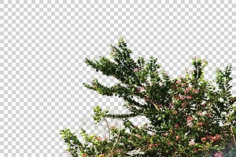 Green leaf or tree branch isolated on white background.Selection focus. Stock Photos